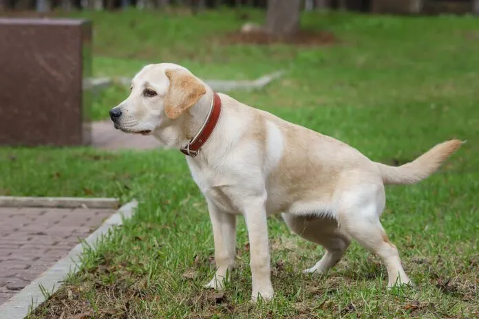 Bladder stones in dogs are a potentially serious health issue.