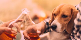Dogs should not drink as they cannot metabolize alcohol the way a human can.