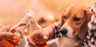 Dogs should not drink as they cannot metabolize alcohol the way a human can.