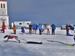 Skijoring is a winter sport for dogs that challenges the athleticism of both the dog and skier.