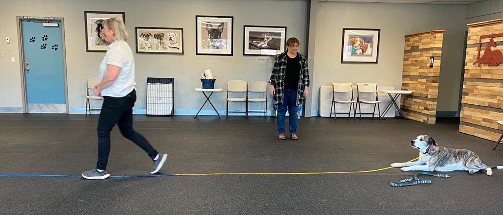 The canine good citizen award tests a dog's self control.