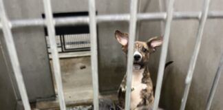 Puppy litter can be prevented, even when spay or neutering isn't an option.