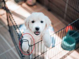 How long can you leave a puppy alone? Not long.