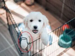 How long can you leave a puppy alone? Not long.