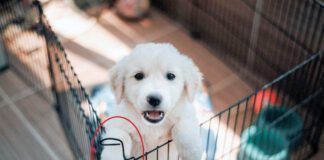 How long can you leave a puppy alone? Not long.