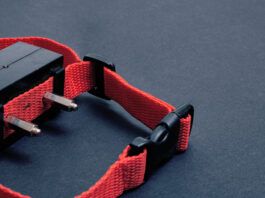 E-collar dog training is not recommended by most expert trainers, as it can traumatize the dog.