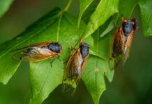 Dogs can eat cicadas, but they shouldn't do so in large numbers.