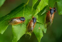 Dogs can eat cicadas, but they shouldn't do so in large numbers.