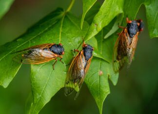 Dogs can eat cicadas, but they shouldn't do so in large numbers.