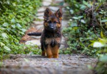 Dogs cannot have down syndrome, but they can other conditions that have a superficial resemblance.