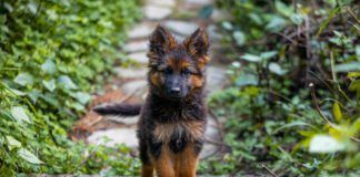 Dogs cannot have down syndrome, but they can other conditions that have a superficial resemblance.