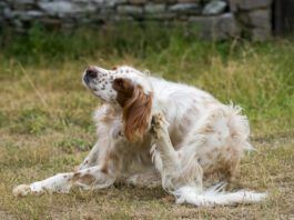 You can put hydrocortisone on your dog