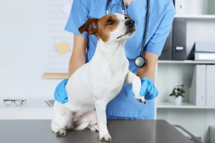 You cannot give your dog ibuprofen as it is toxic to them.
