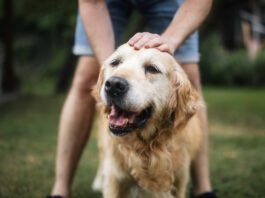 Dog longevity drugs are an active area of research, and progress has been made in helping dogs live longer.