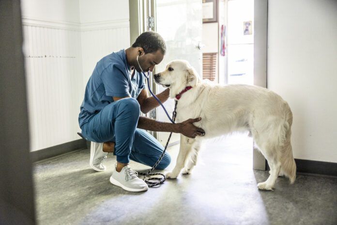 Pimobendan for dogs helps the heart pump blood more efficiently.