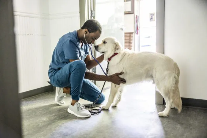 Pimobendan for dogs helps the heart pump blood more efficiently.