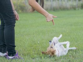 Teach your dog to play dead with these simple steps and patience.