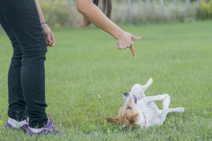 Teach your dog to play dead with these simple steps and patience.