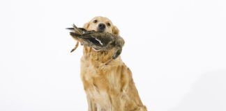 Bird flu can pose a hazard to pets, including dogs and raw pet food can be a disease vector for the illness.