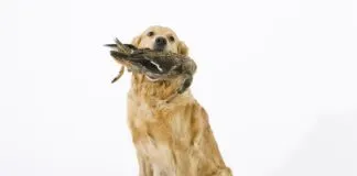 Bird flu can pose a hazard to pets, including dogs and raw pet food can be a disease vector for the illness.