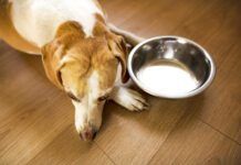 Hyperthyroidism in dogs is rarer than hypothyroidism and results in a dog's metabolism speeding up.