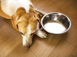 Hyperthyroidism in dogs is rarer than hypothyroidism and results in a dog's metabolism speeding up.