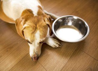Hyperthyroidism in dogs is rarer than hypothyroidism and results in a dog's metabolism speeding up.