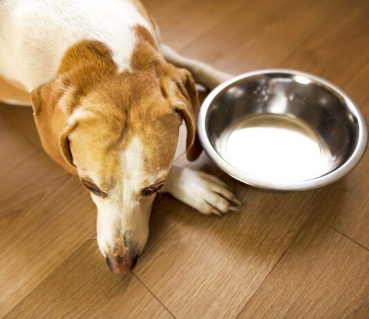 Hyperthyroidism in dogs is rarer than hypothyroidism and results in a dog's metabolism speeding up.