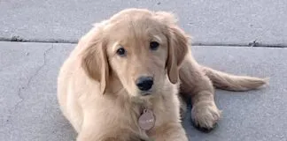 A beautiful golden retriever puppy given as a Christmas gift.