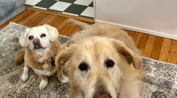 An aging dog is at greater risk for injury due to slipping or jumping.