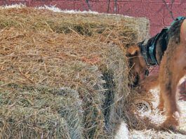 Barn hunt for dogs is an all breed sport that allows dogs to exercise their hunting and tracking instincts.