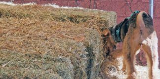 Barn hunt for dogs is an all breed sport that allows dogs to exercise their hunting and tracking instincts.