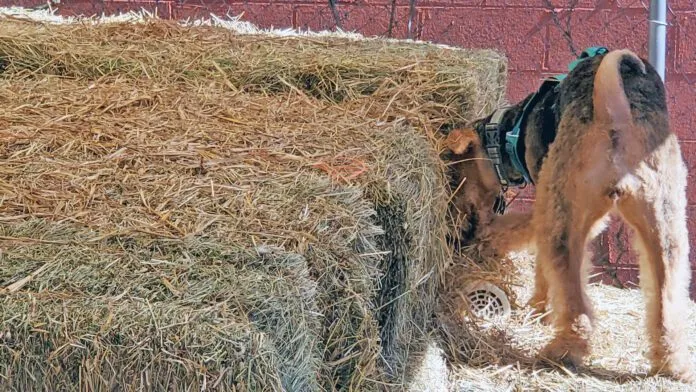 Barn hunt for dogs is an all breed sport that allows dogs to exercise their hunting and tracking instincts.