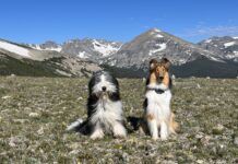 Teaching a dog to sit is more than just a trick. It provides a way to calm and shelter dogs.