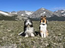 Teaching a dog to sit is more than just a trick. It provides a way to calm and shelter dogs.