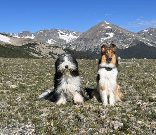 Teaching a dog to sit is more than just a trick. It provides a way to calm and shelter dogs.