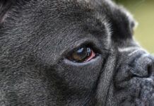 Bloodshot eyes in dogs can have a number of causes from allergies to serious eye infections.