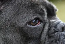Bloodshot eyes in dogs can have a number of causes from allergies to serious eye infections.