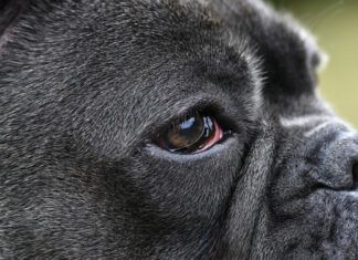 Bloodshot eyes in dogs can have a number of causes from allergies to serious eye infections.