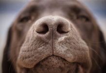 Nasal mites in dogs can be the cause of mysterious respiratory problems like sneezing, nose bleeds, and breathing trouble.