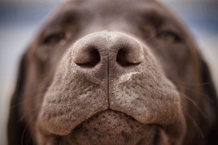 Nasal mites in dogs can be the cause of mysterious respiratory problems like sneezing, nose bleeds, and breathing trouble.