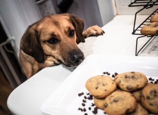 Dogs eating chocolate was the fourth most common reason for calls to Animal Poison Control.