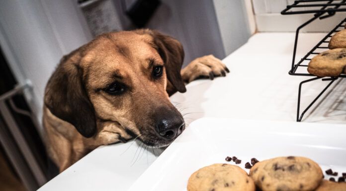 Dogs eating chocolate was the fourth most common reason for calls to Animal Poison Control.