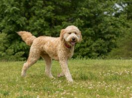 While Doodles typically share some traits with their Poodle parent, there are no guarantees regarding which traits they will inherit. Credit: Madeline Block