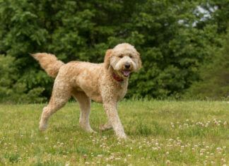 While Doodles typically share some traits with their Poodle parent, there are no guarantees regarding which traits they will inherit. Credit: Madeline Block
