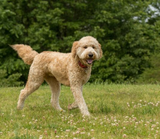 While Doodles typically share some traits with their Poodle parent, there are no guarantees regarding which traits they will inherit. Credit: Madeline Block