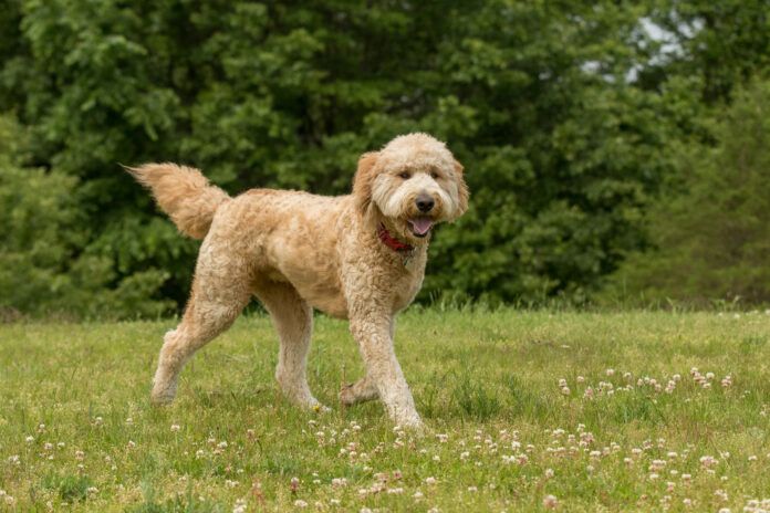 While Doodles typically share some traits with their Poodle parent, there are no guarantees regarding which traits they will inherit. Credit: Madeline Block