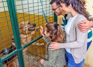 Adopting a shelter dog, a rescue dog, or another dog in need is a great way to make a friend for life.