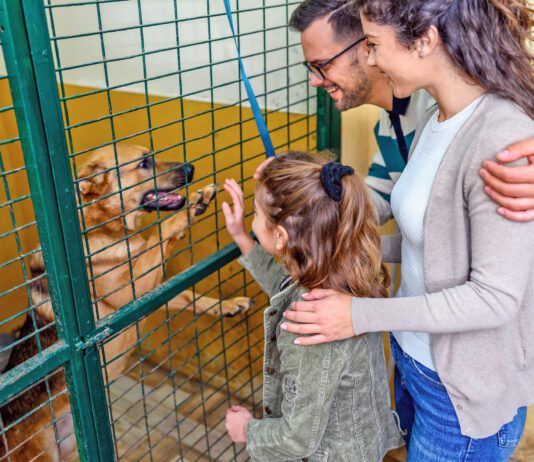 Adopting a shelter dog, a rescue dog, or another dog in need is a great way to make a friend for life.