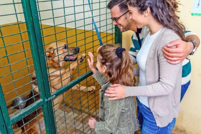 Adopting a shelter dog, a rescue dog, or another dog in need is a great way to make a friend for life.